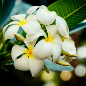 Fleurs de frangipanier pour illustrer le produit forfait massages
