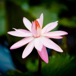 Fleur de nénuphar pour illustrer le produit formule Découverte VIP Bien Etre Paris